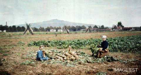 Récolte de légumes (Pont-à-Mousson)